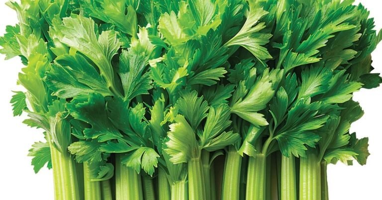Fresh pravi celer bunch with green stalks and leaves