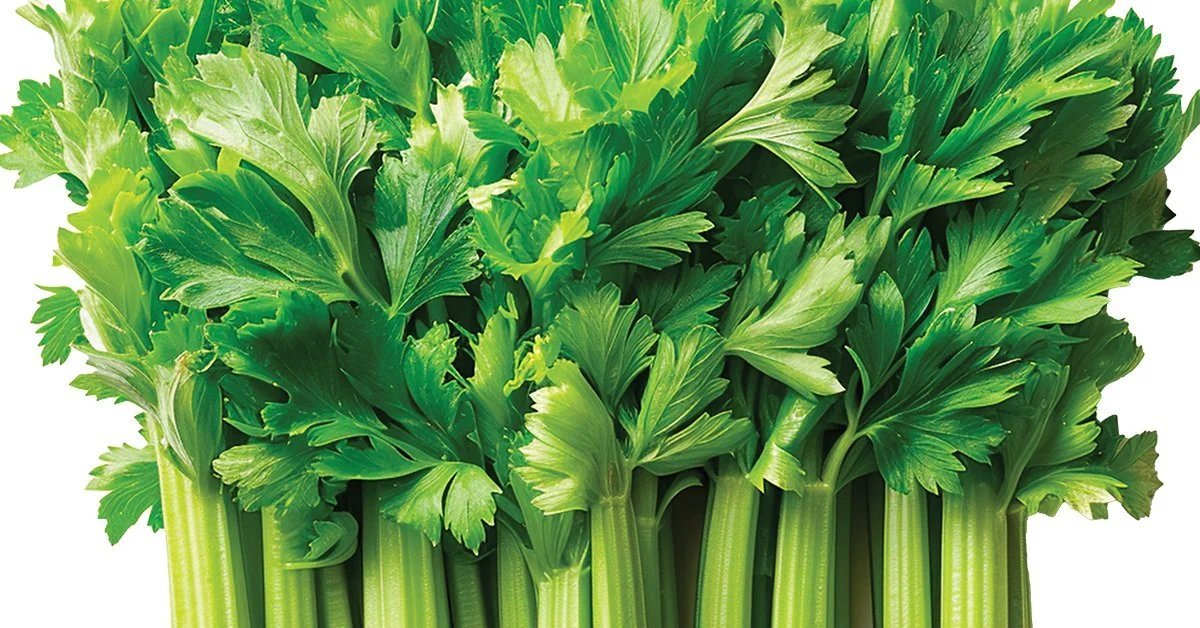 Fresh pravi celer bunch with green stalks and leaves